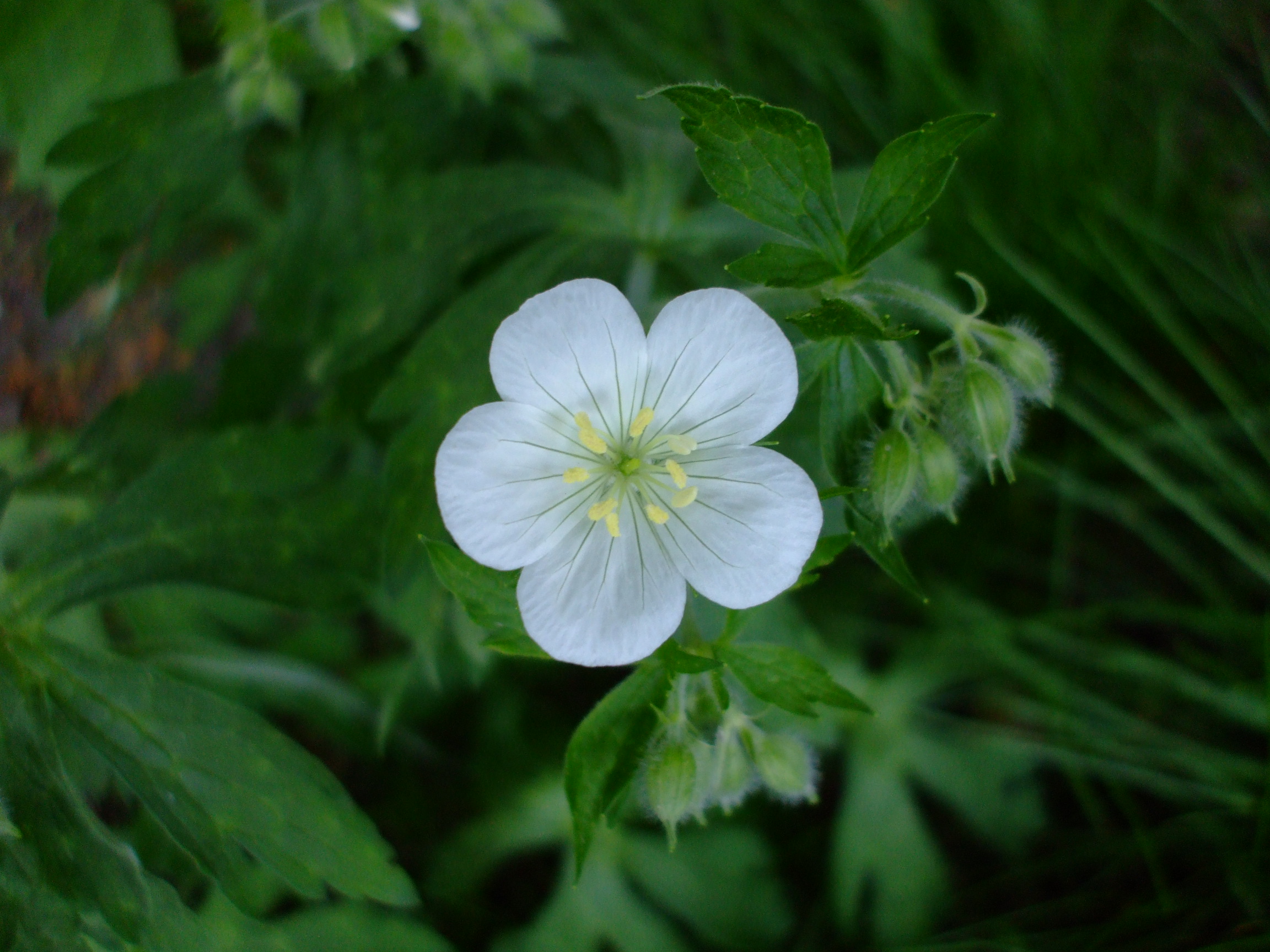 Geranium maculatum album